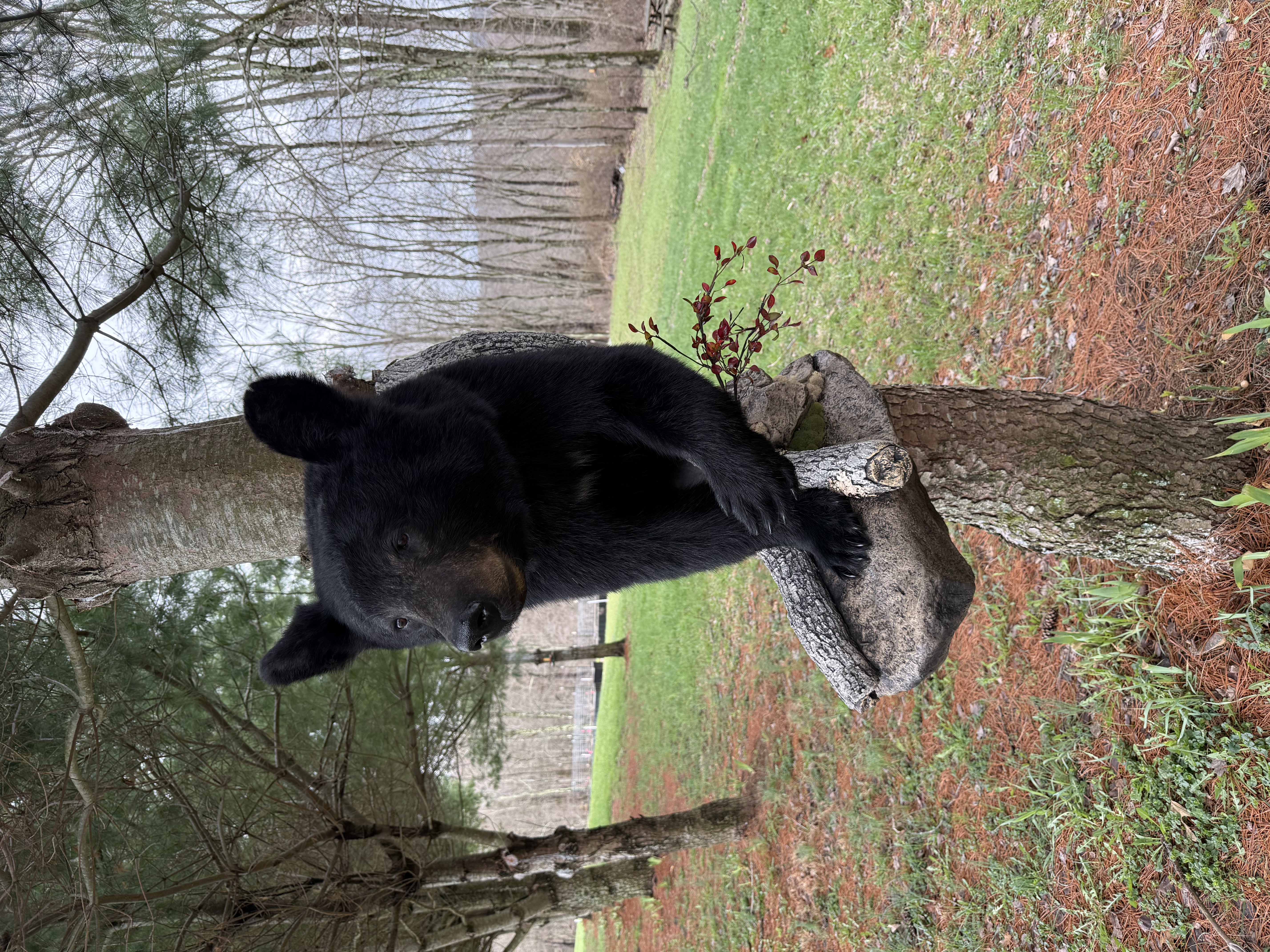 Black bear mount on tree limb