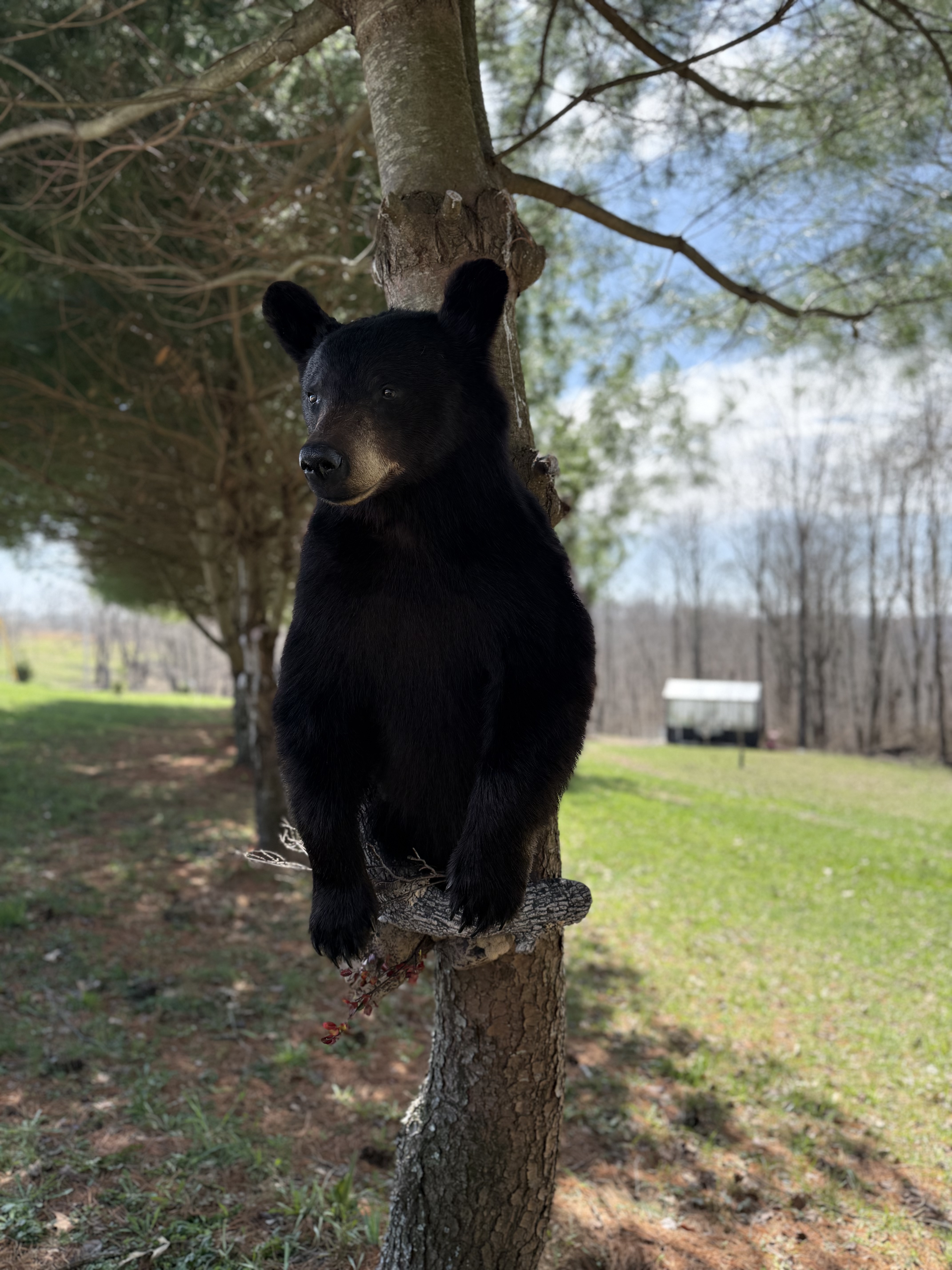 Black bear mount climbing a pine tree