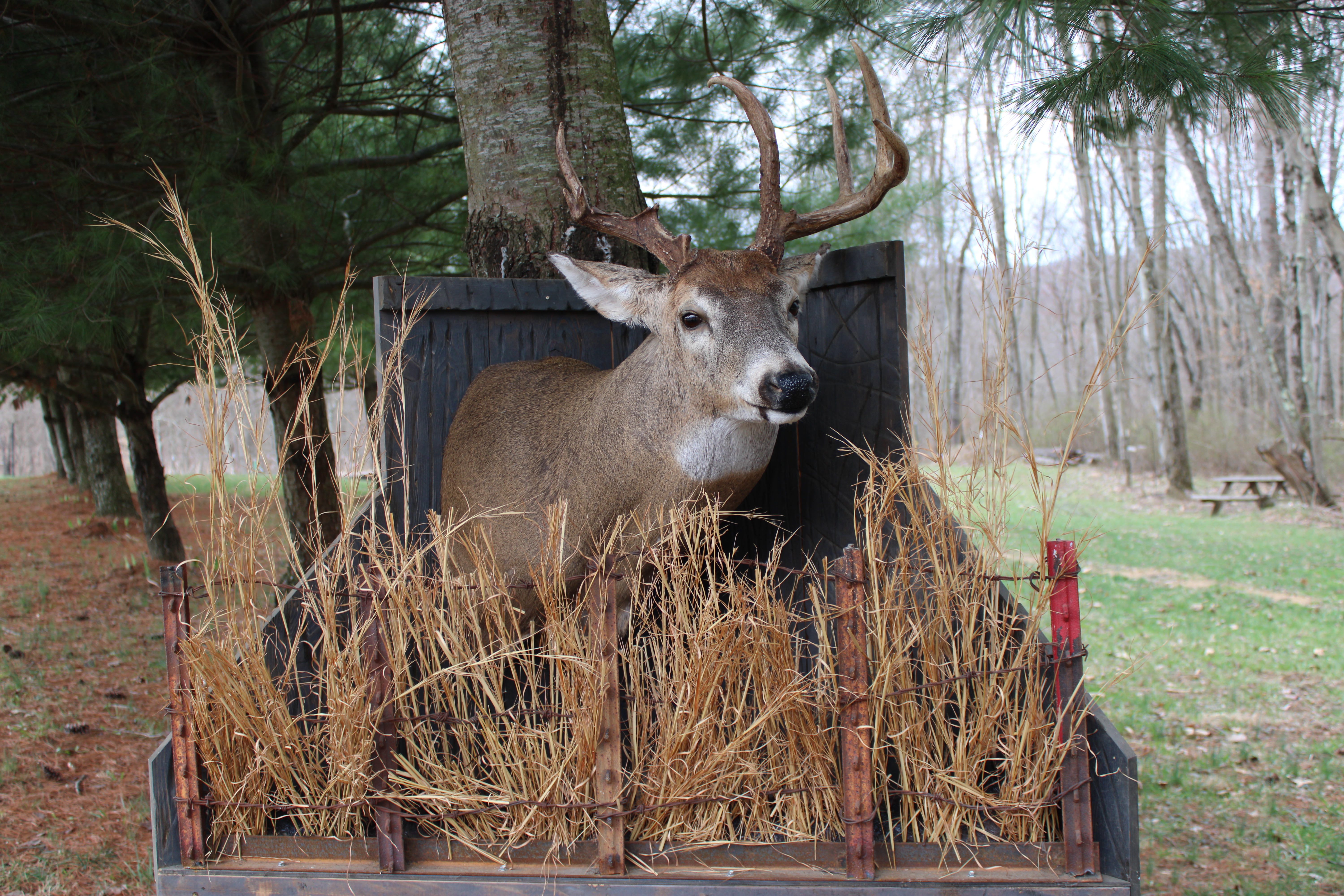 Whitetail deer scene mount in brush box