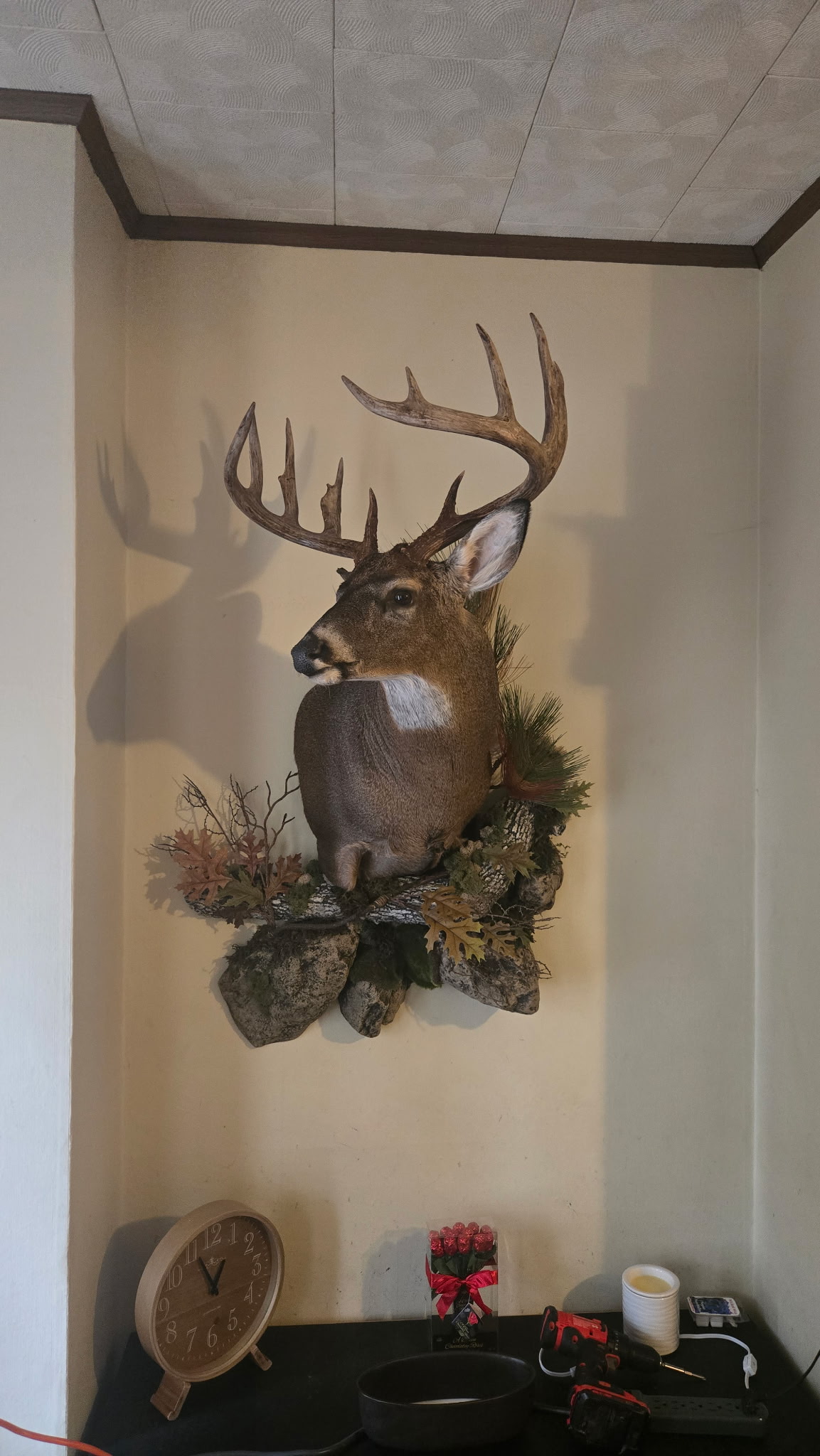 Whitetail deer shoulder mount displayed on wall