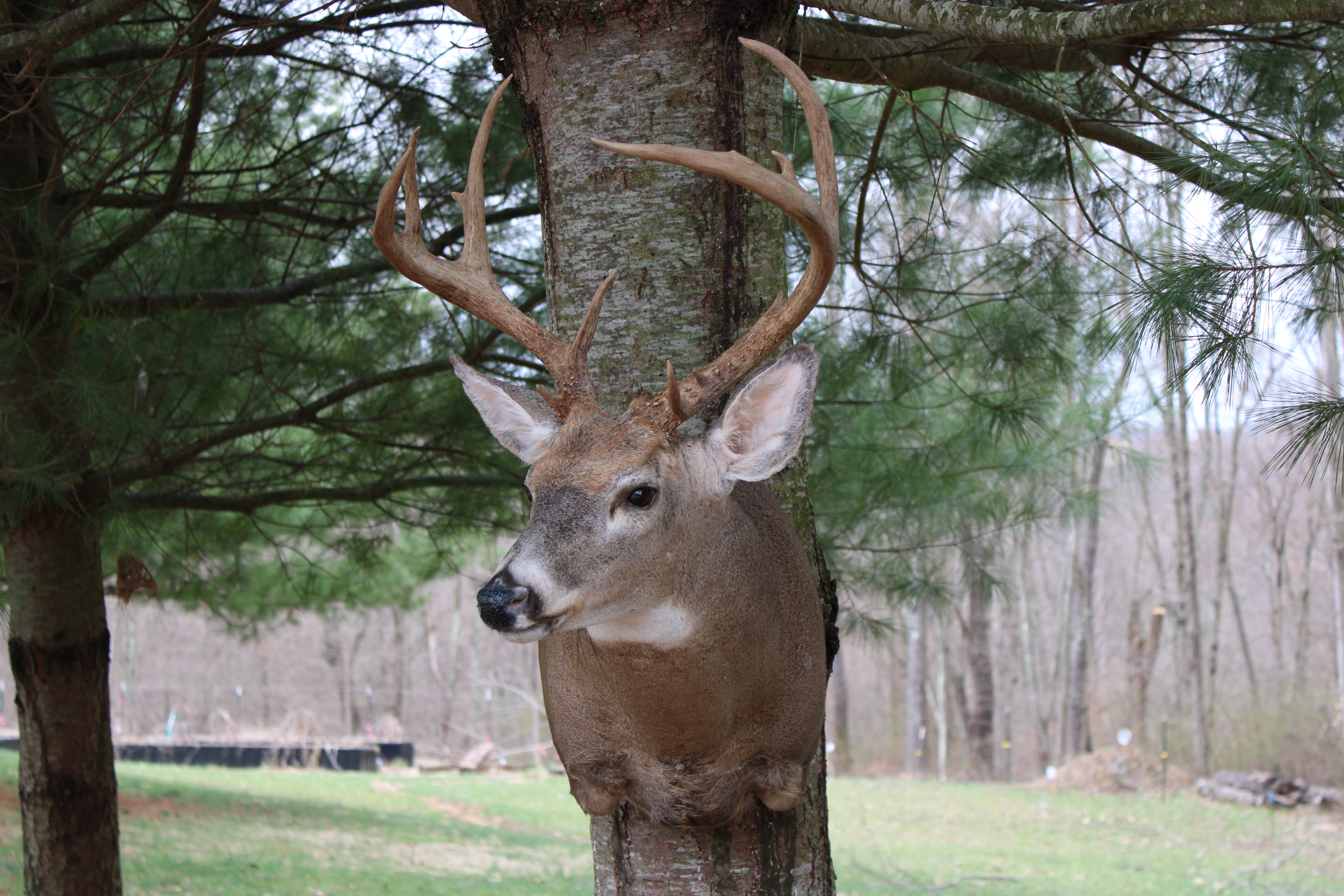 Whitetail buck mount between pine trees