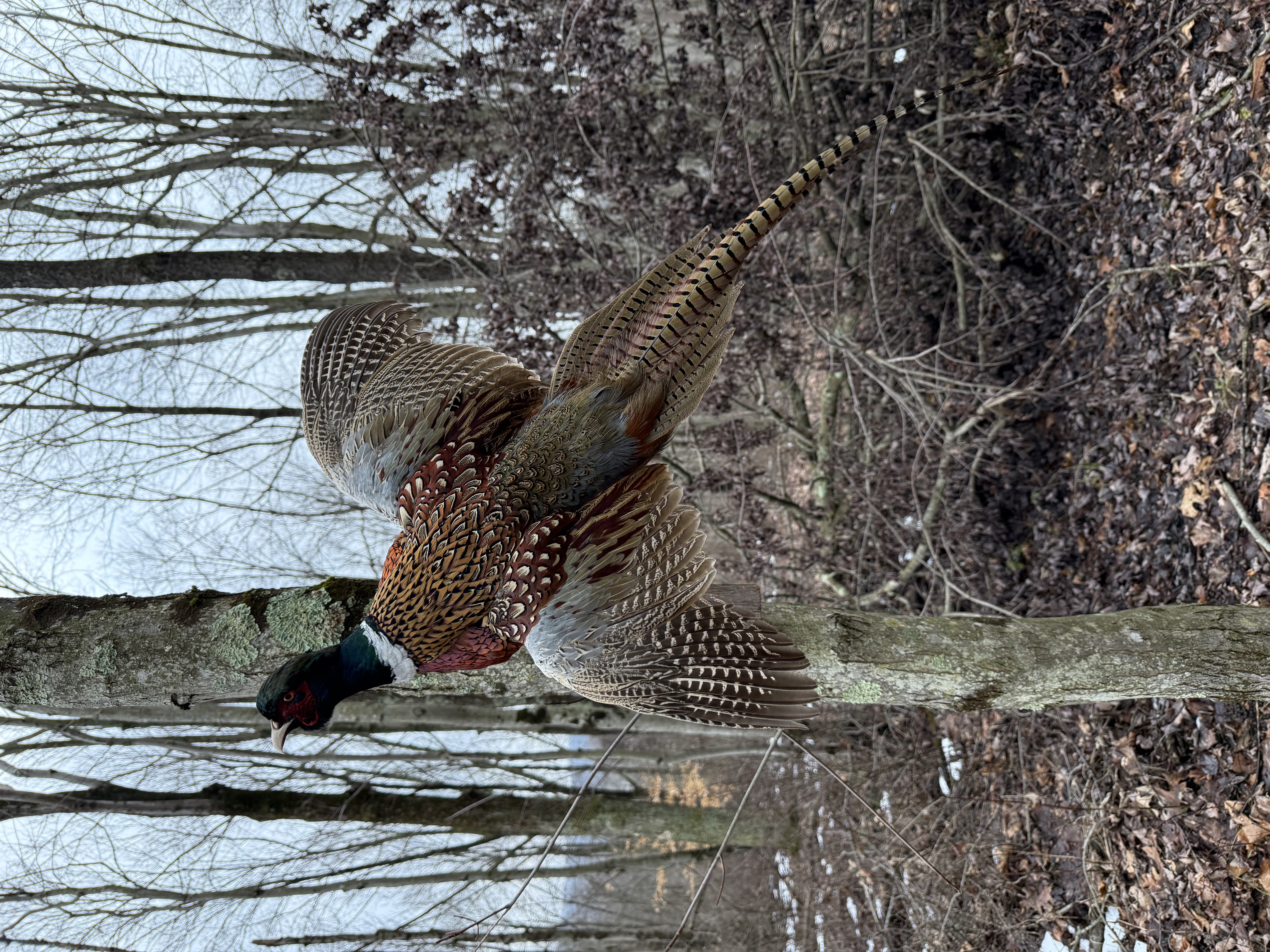 Pheasant mount in flight with wings spread