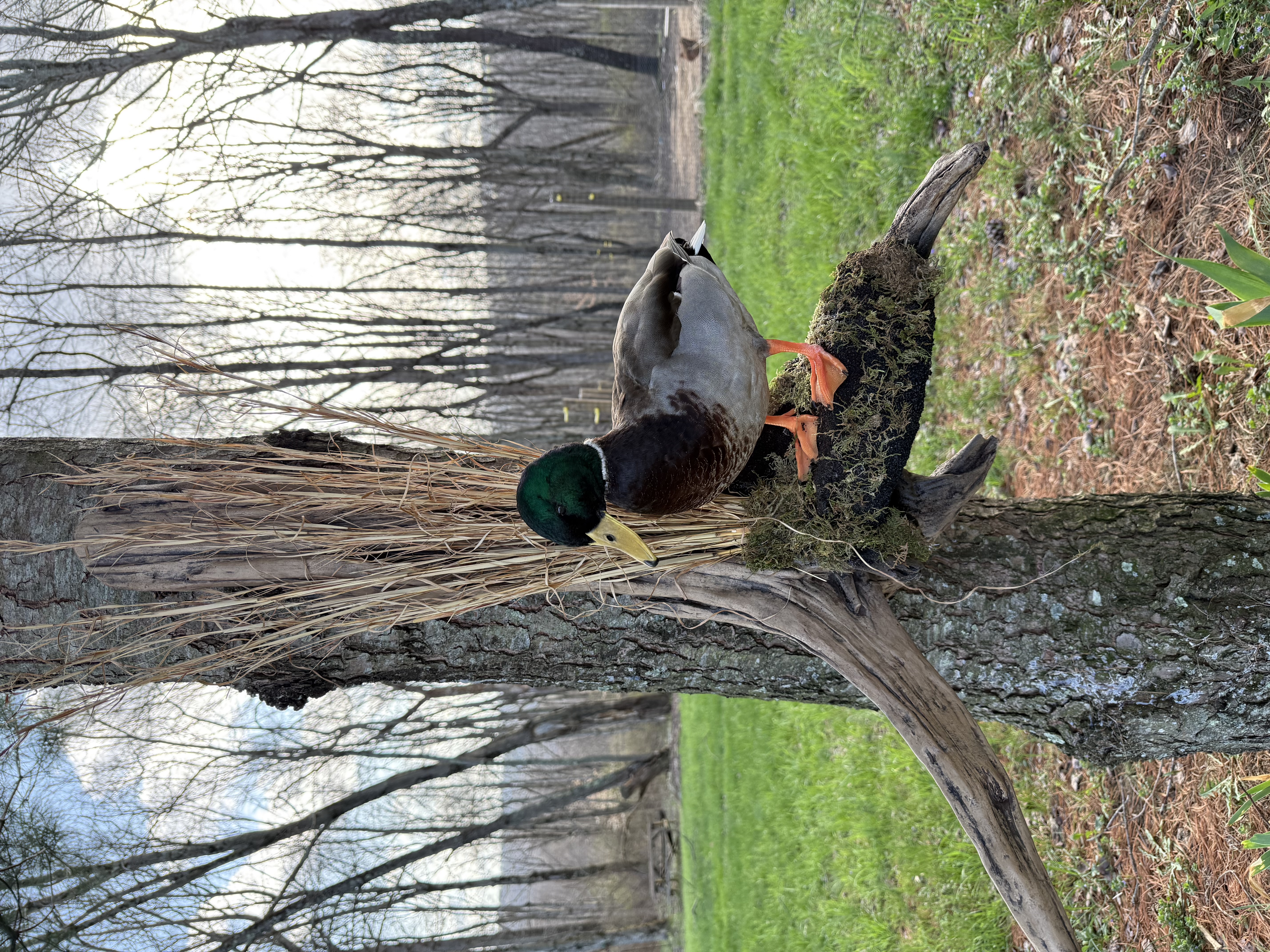 Mallard drake on branch with grass nest