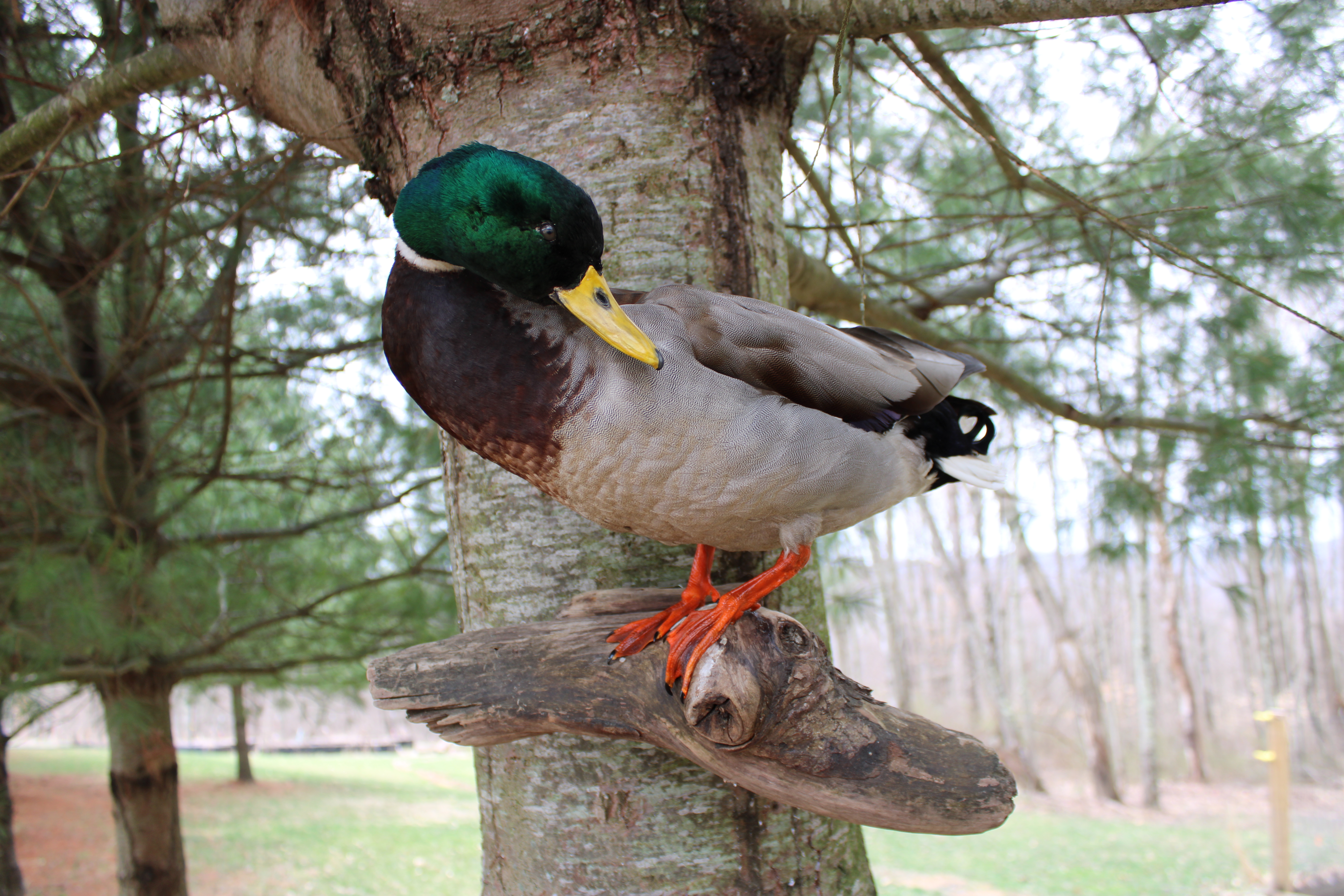 Mallard drake mount on driftwood branch