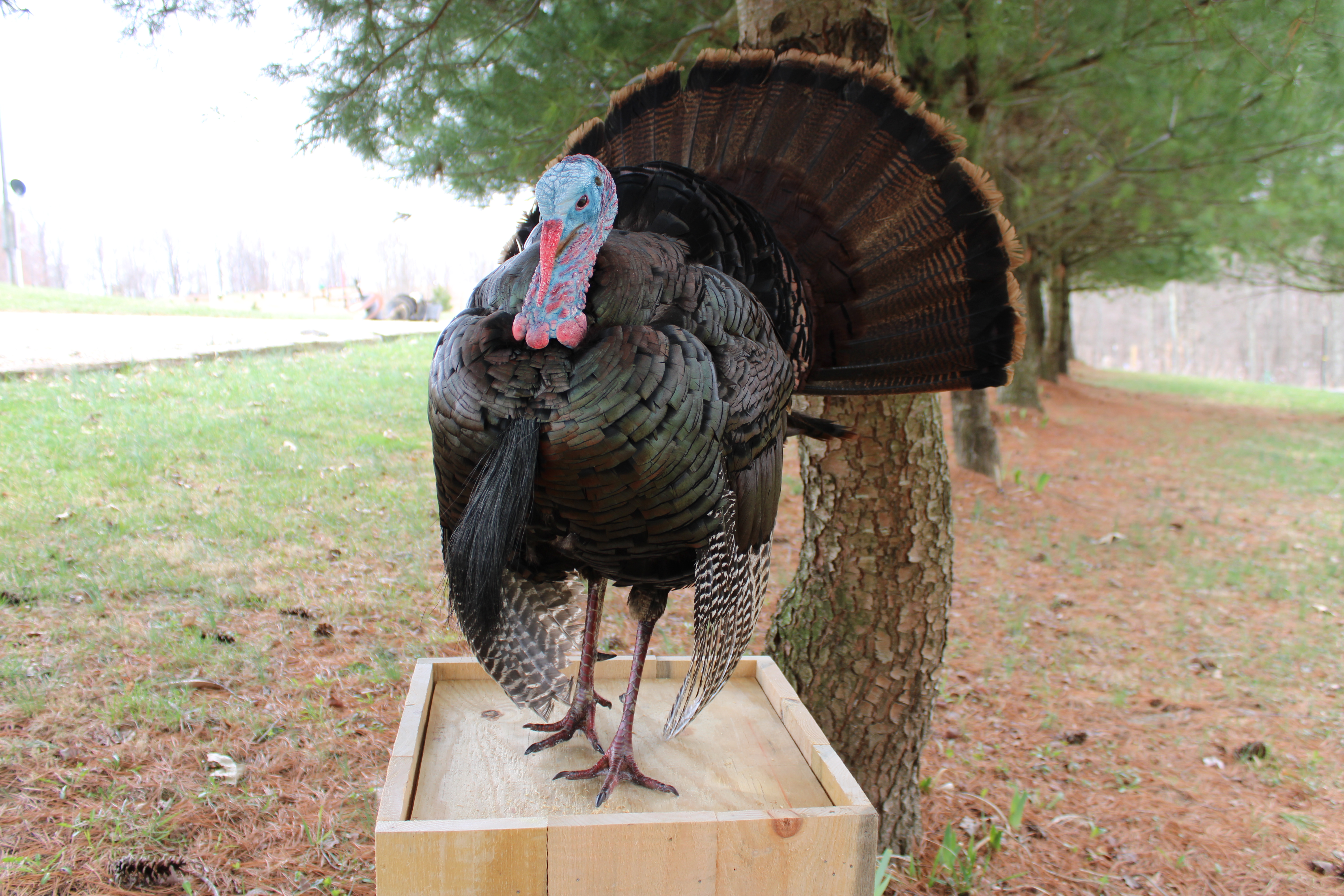 Full strut turkey mount with fan displayed