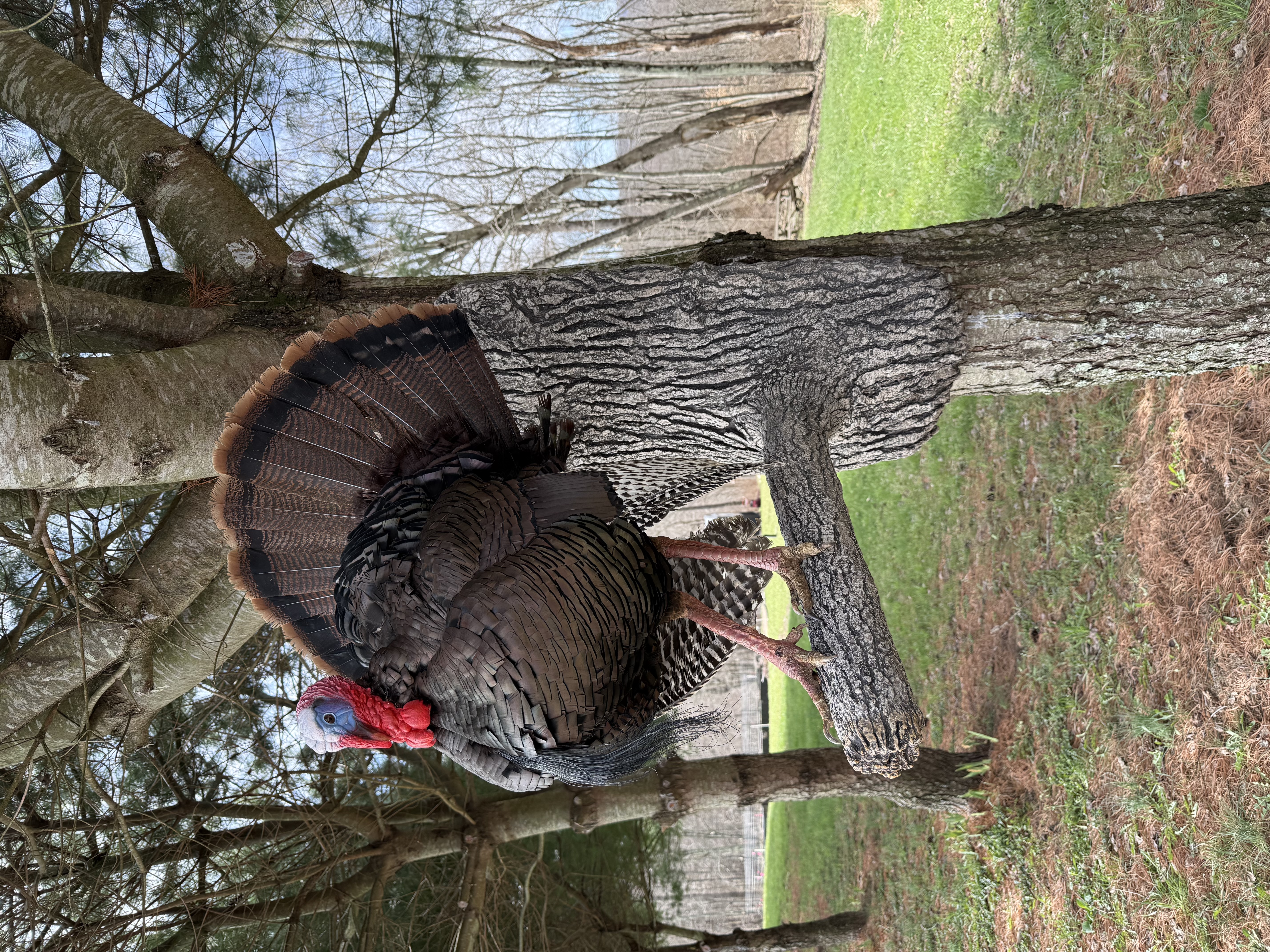 Turkey full strut on limb