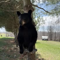 Black bear mount climbing a pine tree