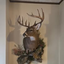 Whitetail deer shoulder mount