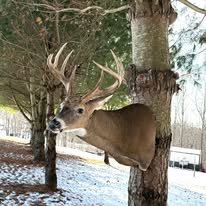 Whitetail deer mount displayed outdoors in winter