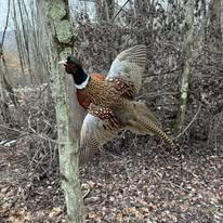 Pheasant mount with wings spread