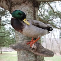 Mallard duck mount on branch