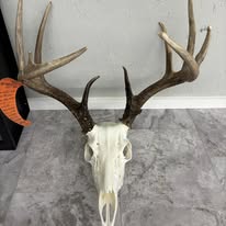 European skull mount