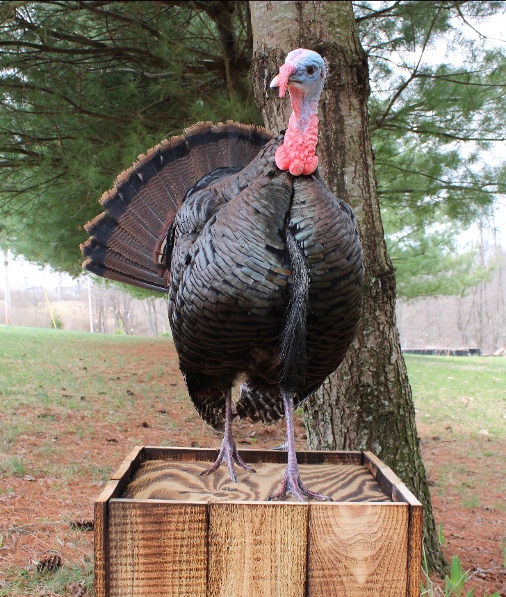 Full strut turkey mount on box with fan displayed