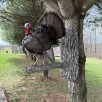 Full strut turkey mount
