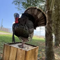 Full strut turkey mount on display